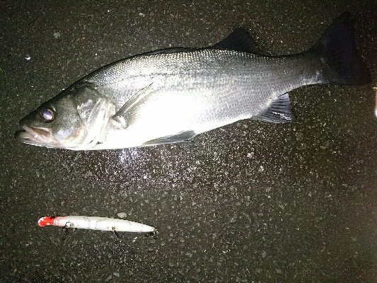 初釣り！ヒラスズキ祭り