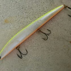 全てダイワショアラインシャイナーでの釣果