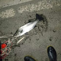 徹夜で月夜のヒラスズキ>゜)))彡