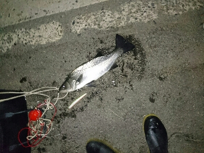 徹夜で月夜のヒラスズキ>゜)))彡