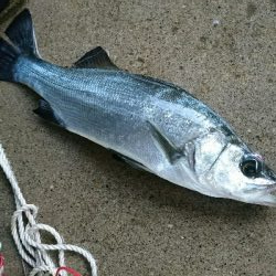 朝マズメヒラスズキ