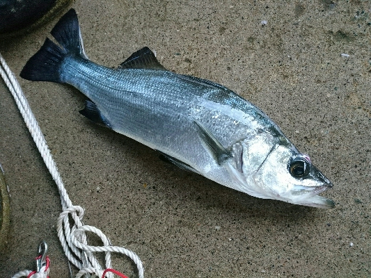 朝マズメヒラスズキ