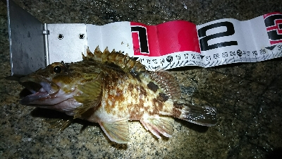 メバルが釣れない…