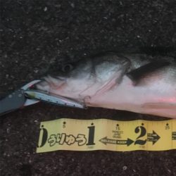 釣り納めは70シーバス☆GUNNING-STYLE