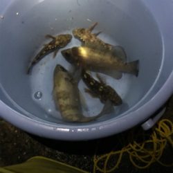 元旦ライトゲーム