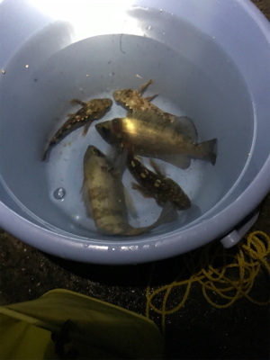 元旦ライトゲーム