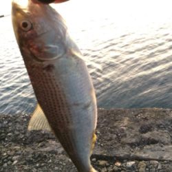 釣り初めサビキ