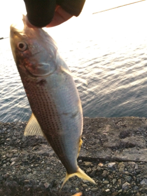 釣り初めサビキ