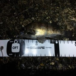 元日ライトゲーム