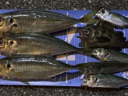 元旦朝まづめのアジング