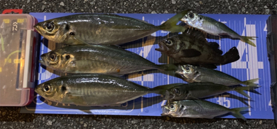 元旦朝まづめのアジング