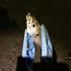 壱岐島釣行2日目