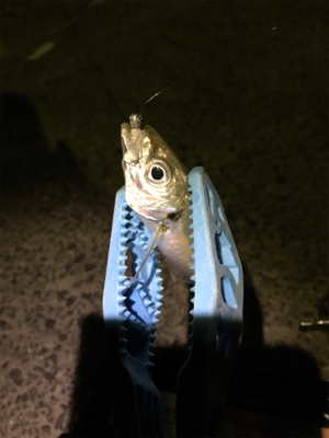 壱岐島釣行2日目