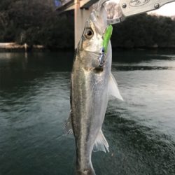 久々シーバスマルチ〜イイダコ