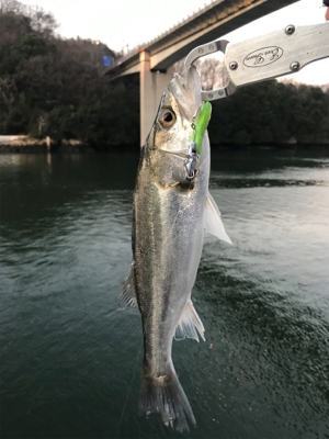 久々シーバスマルチ〜イイダコ