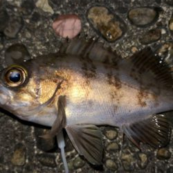 新年初釣(๑╹ω╹๑ )