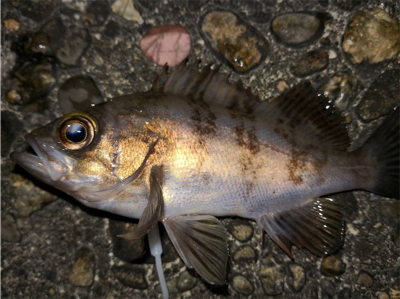 新年初釣(๑╹ω╹๑ )