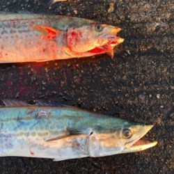 釣り初めはサワラダブル!!!