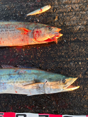 釣り初めはサワラダブル!!!