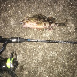 釣り始め青物の前に♪メバリングへ