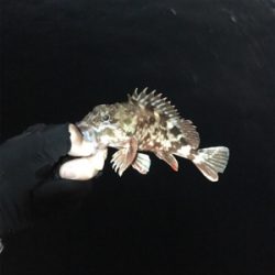 ガシラのアタリ連発