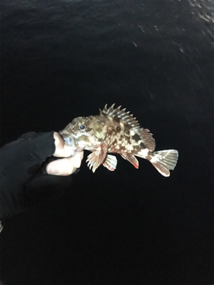 ガシラのアタリ連発