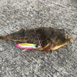 フラット狙いなのにタコの呪い？