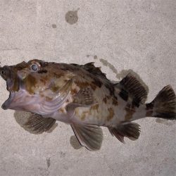 今年2回目の釣行