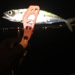 餌には勝てない？