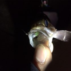 竿始め!寒いけど熱いぞメバル(*´ω`*)