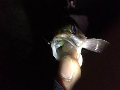 竿始め!寒いけど熱いぞメバル(*´ω`*)