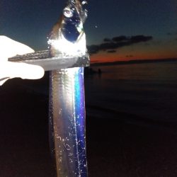 【須磨】【1月】正月シーズンでもタチウオ釣れます!