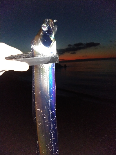 【須磨】【1月】正月シーズンでもタチウオ釣れます!