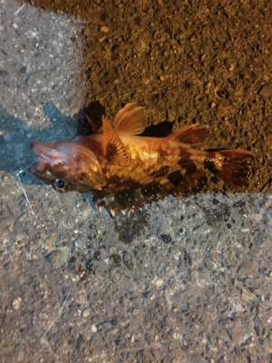 根魚フィッシング