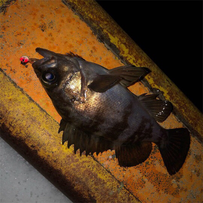 秋田火力ナイトメバリング