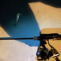 壱岐島釣行最終日