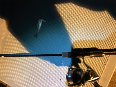 壱岐島釣行最終日