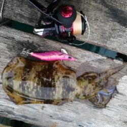 新春初アオリイカ