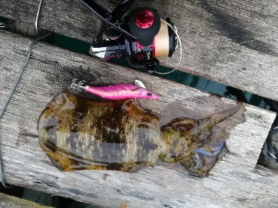 新春初アオリイカ