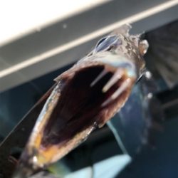 太刀魚  須磨沖