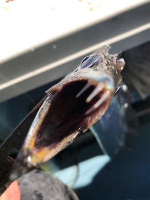 太刀魚  須磨沖