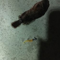 久々新年初フィッシュ