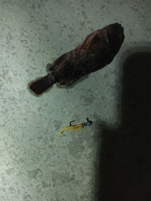 久々新年初フィッシュ