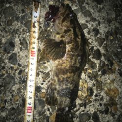 根魚よく釣れます