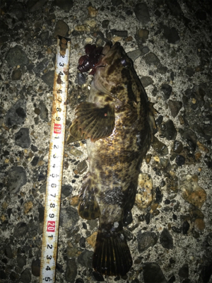 根魚よく釣れます