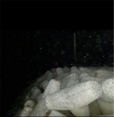 2019年初メバリング