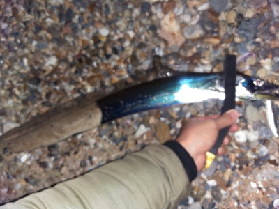 【須磨】冬でも連日陸っぱり良型タチウオ釣れ…