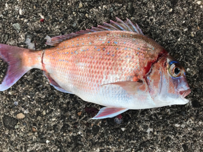 半年ぶりの釣り