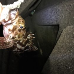 ガシリング！？