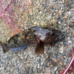 朝からライトゲーム